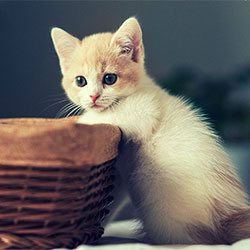 How To Make Sure Your New Cat Will Be At Home In Your Home